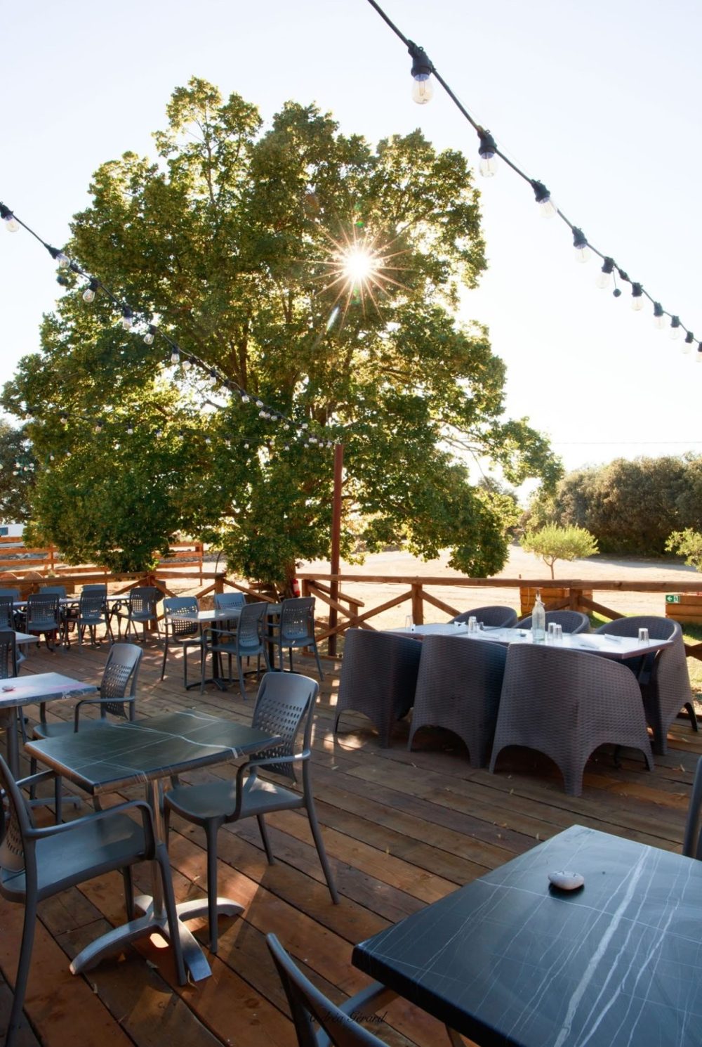 La terrasse le soir : grand chêne éclairé par le soleil, guirlandes lumineuses, tables en bois
